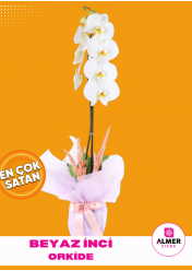 Beyaz İnci Orkide