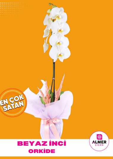 Beyaz İnci Orkide